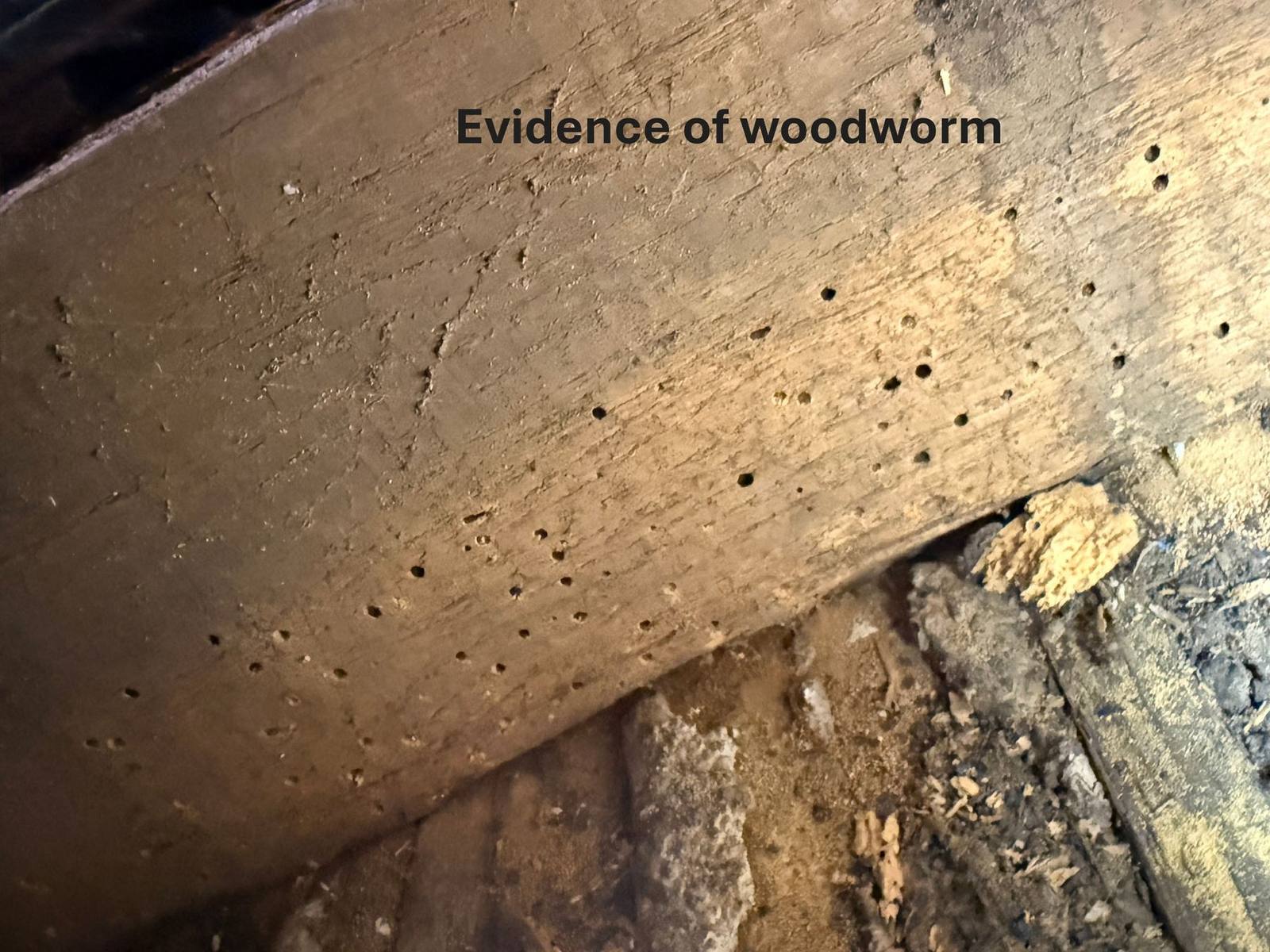 Woodworm evidence